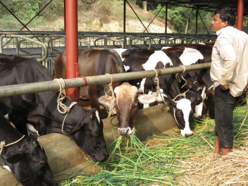 Feeding