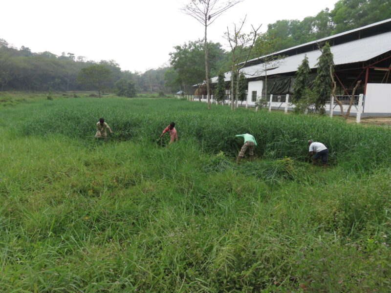 Grass Cultivation