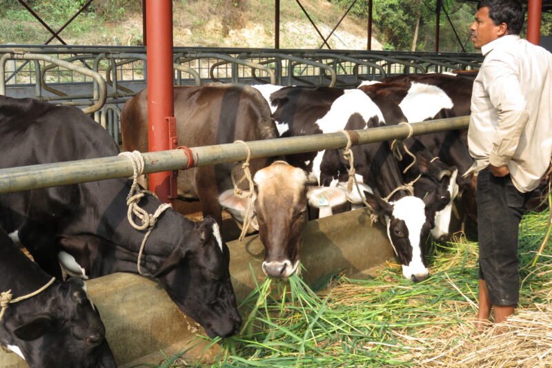 Feeding