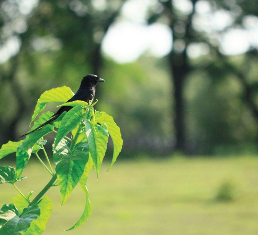 home-bird